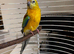 Barred Parakeet & cage set up