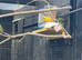 Parrot Finch (Cock)
