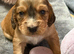 Beautiful Show × Working Cocker Spaniel Puppies