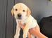 Simply the best Labrador puppies for sale KC registered