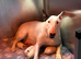 Stunning English bull terrier puppies for sale