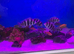Frontosa Burundi job lot