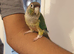 Conure tamed