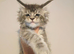 tica registered females mainecoon shaded line