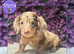 Beautiful Silkie Dachshund Puppies • Rex, Buzz & Slinky