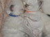 Ragdoll kittens *1 girl left*