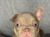 New Shade KC Registered French Bulldog Puppies