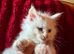 3 maine Coon kittens for sale