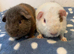 Beautiful teddy Guinea pig brothers