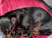 Miniature Dashund Puppy