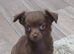 Tiny chihuahua puppies