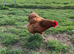 Buff Sussex hatching eggs &pound;3 each