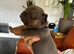 The absolutely cutest bundles of frenchies. Payment plan option