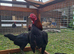 Last remaining Quality trio of Black and a silver hen Ko Shamo available