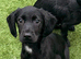 Two Springador Male Pups