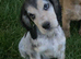 Gorgeous KC Show cocker spaniel