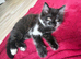 Male 9 1/2 weeks old. &pound;25.
