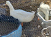 2 Male Peking Ducks
