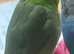 Male parrolet tamed