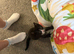 Affectionate loving kittens looking for forever home.