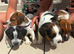 Beautiful Jack Russell Terrier Puppies – Working Parents – Looking for 5 Homes