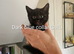 6 kittens needed forever homes