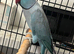 1 blue ring neck male