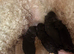 Cockapoo puppies for sale