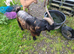 Pygmy billy goat