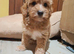 Asian maltipoo 3 boy&2 girl