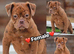 23 years, 5Rated Licensed, old tyme bulldog, olde English bulldogs