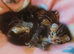Stunning tabby kitties