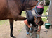Gorgeous 16.1 gelding