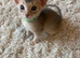 Abyssinian kittens
