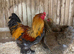 LF gold partridge brahma- hatching eggs