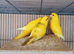 Kakarikies
