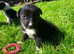 Border Collie Puppies