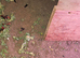 Tortoise