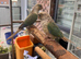 two baby conure for sale