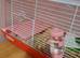Hamster