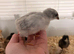 Lavender Leghorn 1 week old chicks