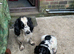 English Springer Spaniel puppies