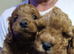 Adorable Cavapoos