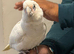 Silly tame beard eyed cockatoo