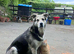 Huntaway X Puppies for Sale