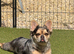 Fluffy French bulldog