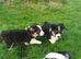 Lovely Border Collie puppies
