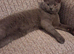 BSH X boy 6 months old