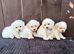 Miniature poodles 2 boys girls