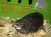 SEXED CHINESE PAINTED BUTTON QUAILS !